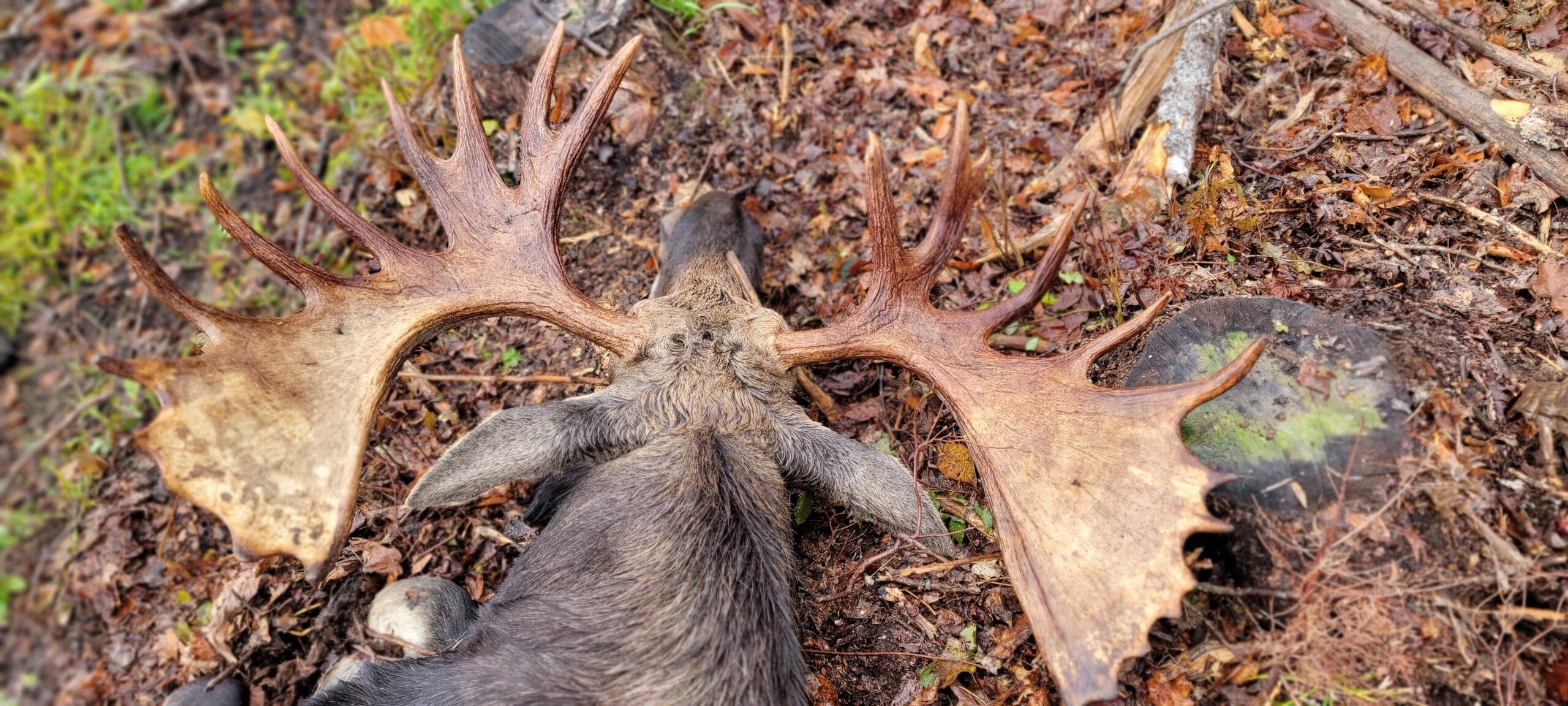 Guided Maine Moose Hunts
