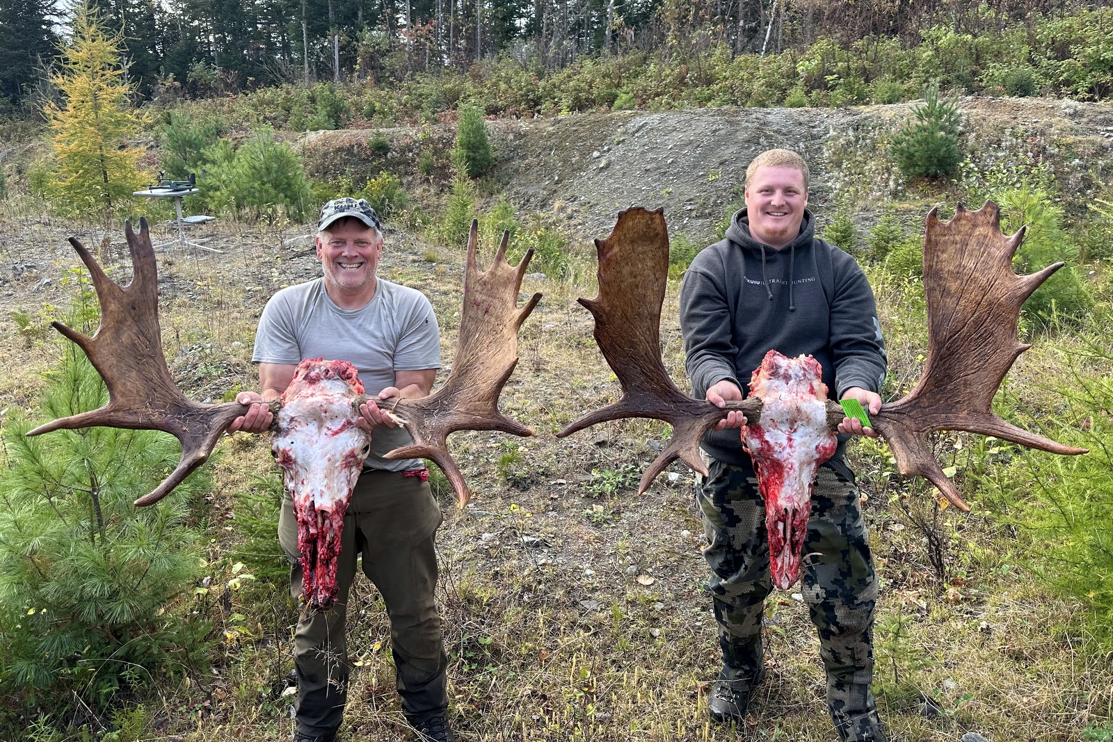 Guided Maine Moose Hunts
